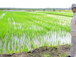 Prabowo : Stop Impor Jagung, Beras, Gula, dan Garam